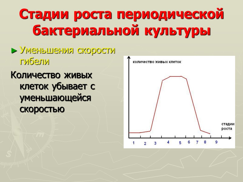 Стадии роста периодической бактериальной культуры Уменьшения скорости гибели  Количество живых клеток убывает с